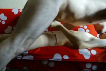 ABG Bispak Hotel Bintang Lima – Menggila Brutal